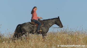 WWR Blue Hollywood - trail riding, work gate, move cows, rope drag, obstacles! - ValleyViewRanch.net