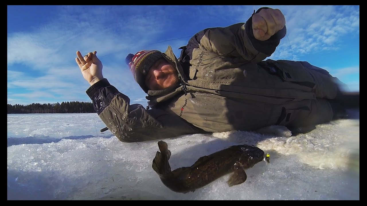 Burbot Ice Fishing Isfiske Efter Lake YouTube