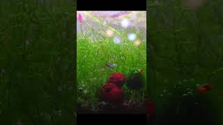 수초어항 기르기(무여과, 물생활) filterless planted aquarium 🎵Omri Behr - Open Windows(https://artlist.io/)