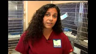 Winnings save cats
