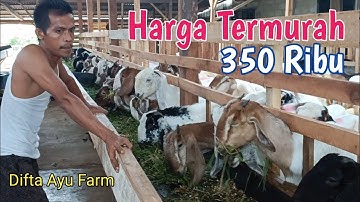 Thumbnail of Harga Kambing Terbaru Di Lapak Difta Ayu Farm