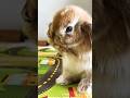 Cute holland lop bunny pulling her ears and grooming herself shorts