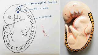 Somites | Embryology | Viva Voce of Anatomy