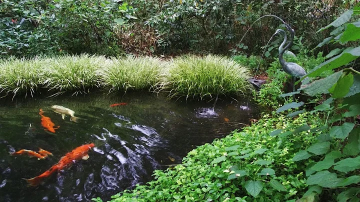 Linda Peters' Garden