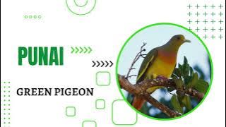 PANCINGAN BURUNG PUNAI || MASTERAN BURUNG PUNAI || GREEN PIGEON
