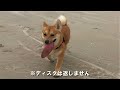 【にわかフリスビー犬】 柴犬とコーギーのミックス シバーギーのイナリです