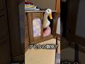 アヒルの個室? アヒルは可愛い、世界を救う#アヒル #あひる #猫 #コールダック #duck #動物 #ペット #鳥 #癒し #旅行 #アヒル狂 #信者 #かわいい