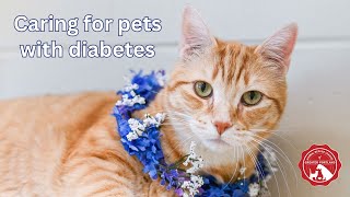 Caring for Pets with Diabetes