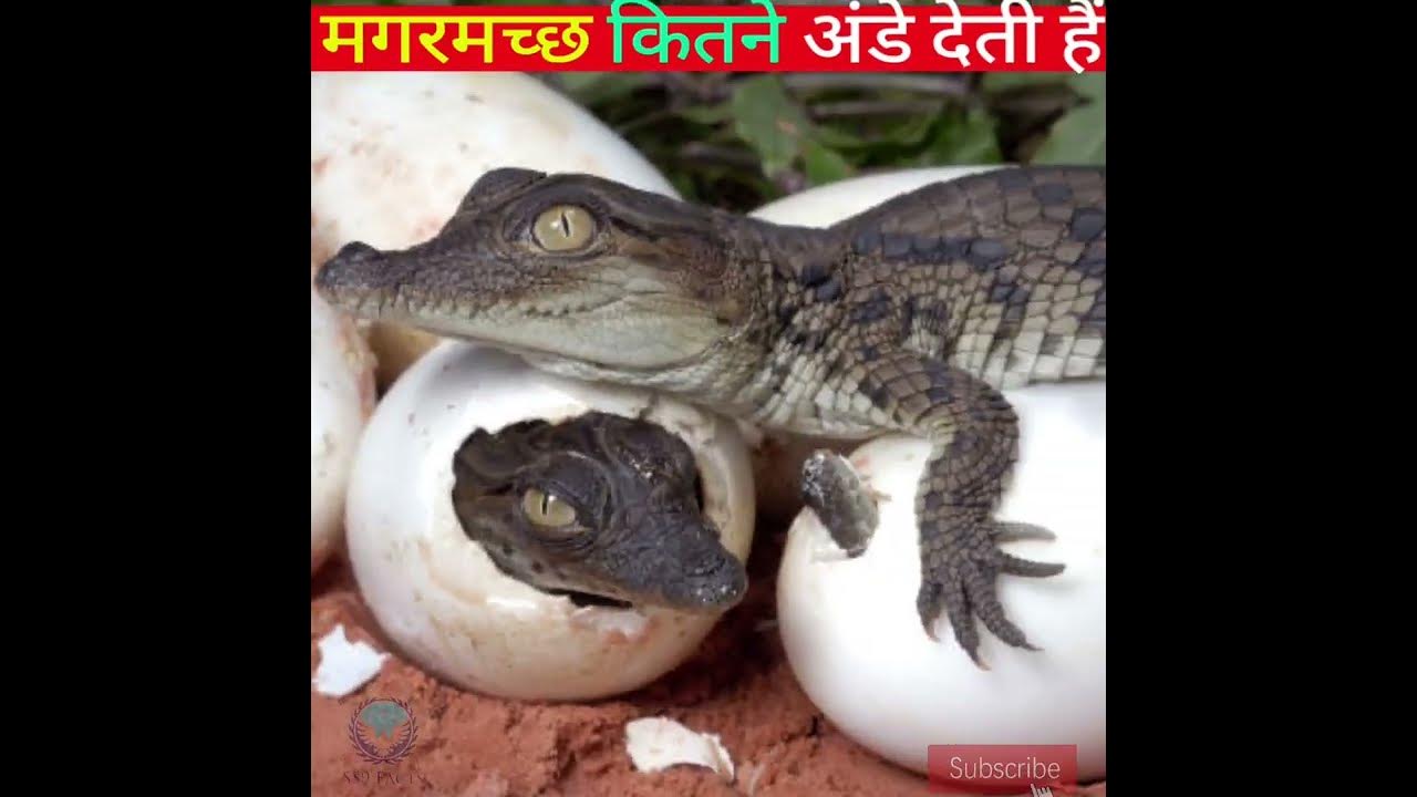 Top 5 Amezing Random facts | How many eggs do crocodiles lay | #short #