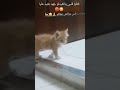 قطعلي قلبي مسكين كيجر رجيلتو عفاكم شكون يتبناها مسكين ويداويه ماضيعلوش رجلو Chats Drôles Cat قطعلي قلبي مسكين كيجر رجيلتو عفاكم شكون يتبناها مسكين ويداويه ماضيعلوش رجلو Chats Drôles Cat