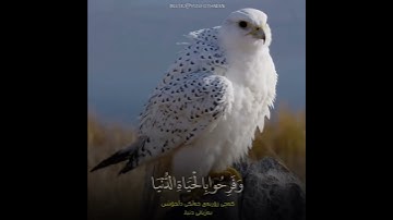 القارئ الكردي يوسف عثمان تلاوة رائعة #يوسف_عثمان #قرآن #تلاوات #رعد_الكردي