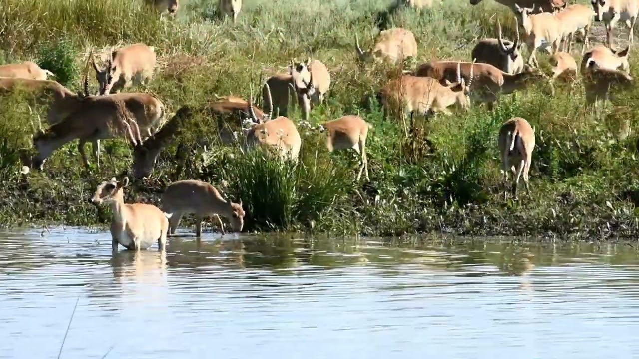 Саратовские сайгаки, Саратовская область / Saratov saiga antelopes, Saratov region