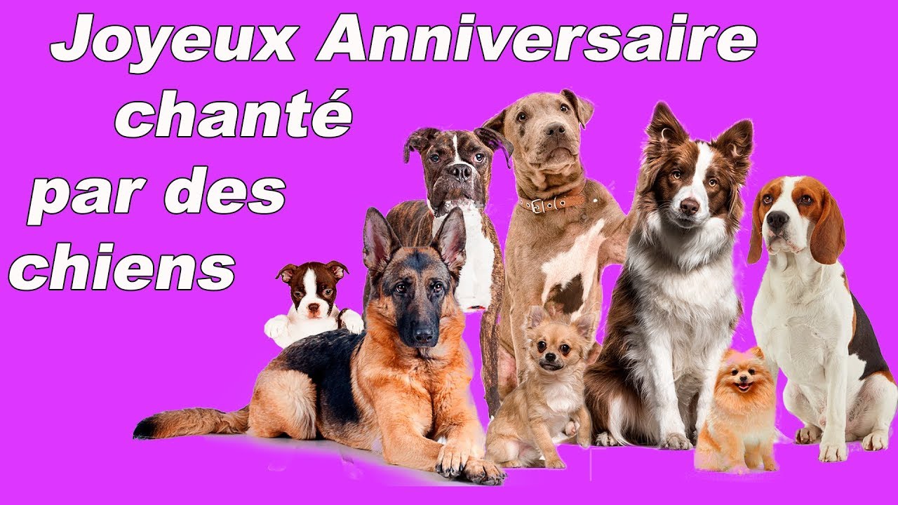 Joyeux Anniversaire Chante Par Des Chats Youtube