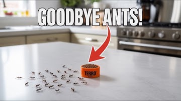 🪳 Say Goodbye to Ants! 🐜 | TERRO T300B Liquid Ant Killer Review | Best Indoor Ant Bait? 🔥