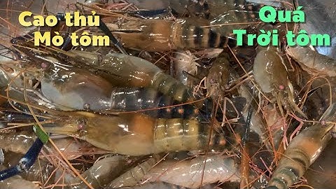 Mùa Nước Nổi năm nay Tôm Càng Xanh Bự về nhiều bắt thiệt đã tay | Cù Lao Dung Vlogs #588