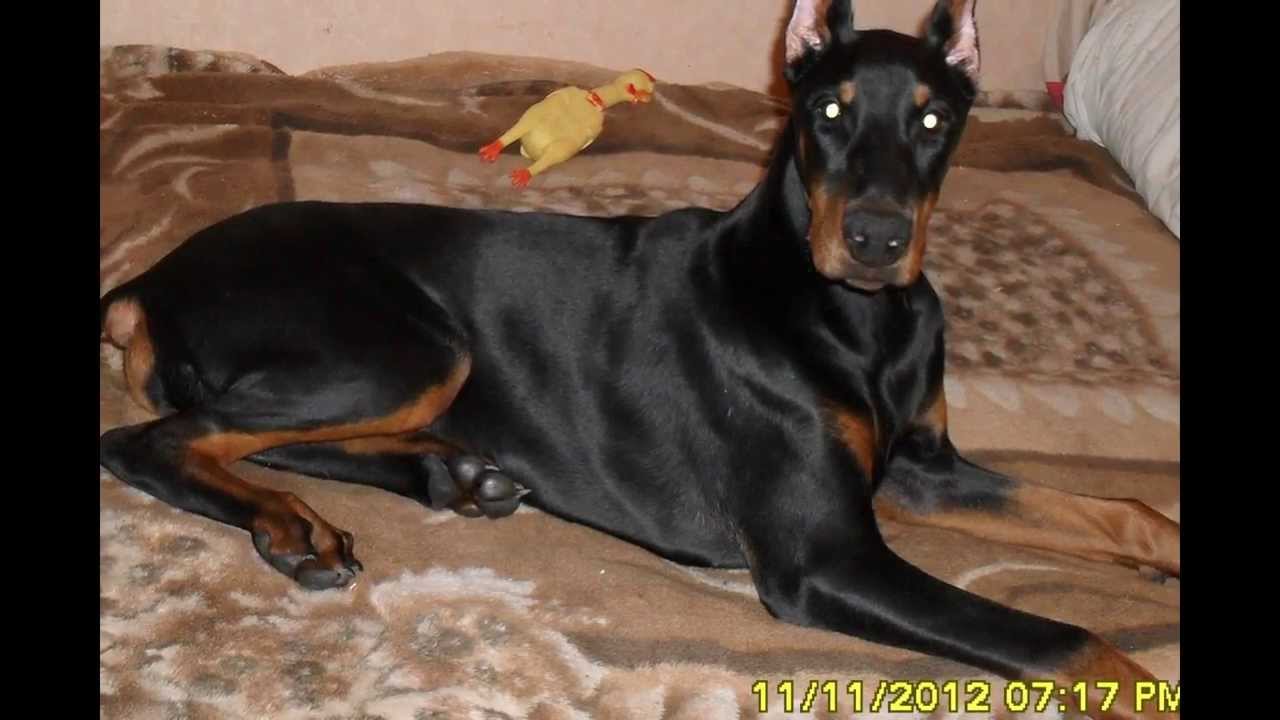 убийца собака фото убийца собака фото