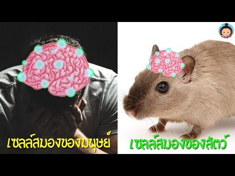 เซลล์สมองของมนุษย์มีเท่าไหร่กันนะ ? / Foxky Home