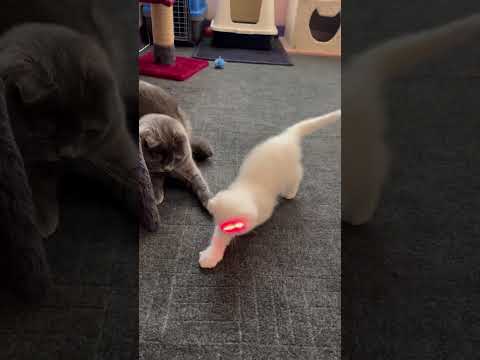 لیزر بهترین اسباب بازی  شیراز  اسکاتیش  عروسک اسکاتیش فولد  