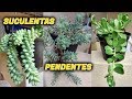 8 PLANTAS SUCULENTAS PENDENTES DA MINHA COLEÇÃO!