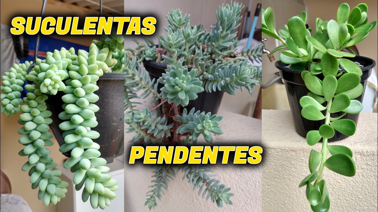 Featured image of post Imagens De Plantas Suculentas Encontre imagens de plantas suculentas