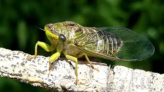 CHICHARRA/CICADA/CIGARRA (Dorisiana Drewseni) en Full-HD