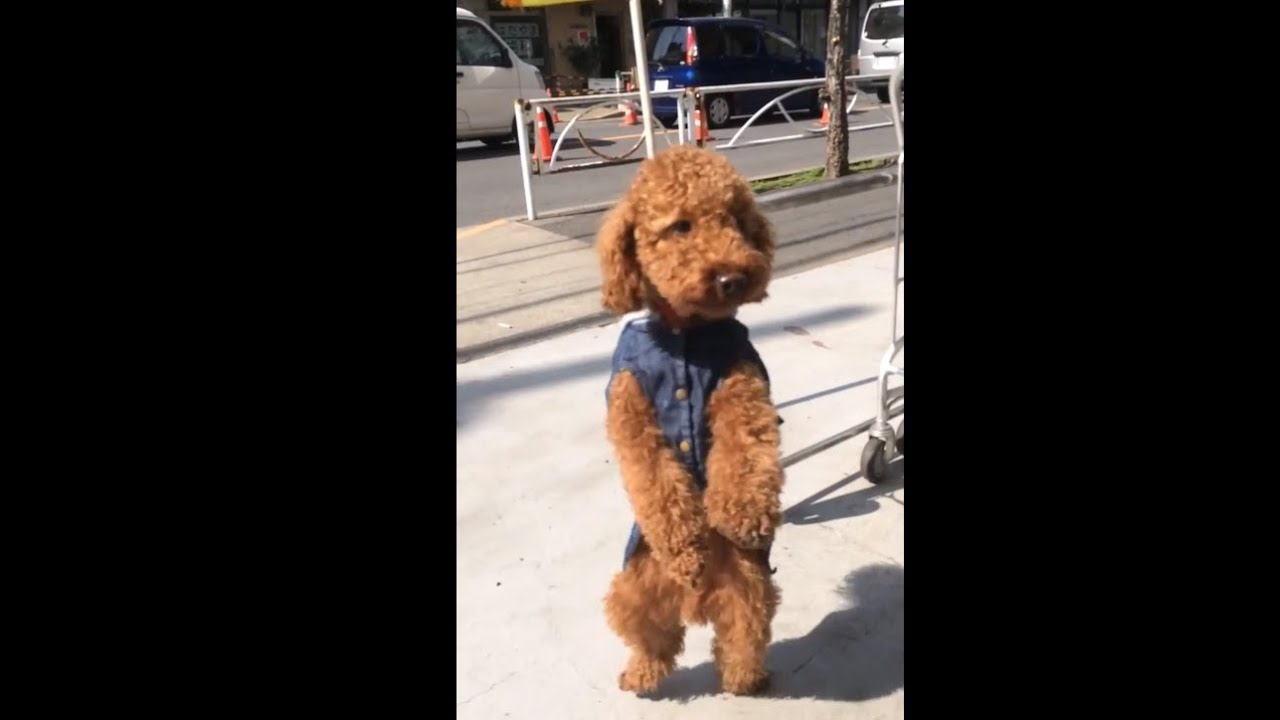 世界初 踊る犬 Funny Dog Youtube