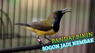 AWASSS...Sogon disitu auto Ngamuk Nembak dibikin GACOR SEKETIKA #pancingansogon #sogokontong