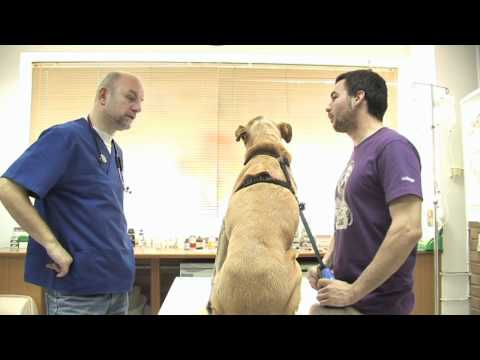 Βίντεο: Κτηνιατρική κλινική: επιλογή του καλύτερου