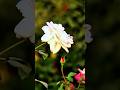 শুভ সকালের শুভেচ্ছা #alonglongwaytogo #flowers