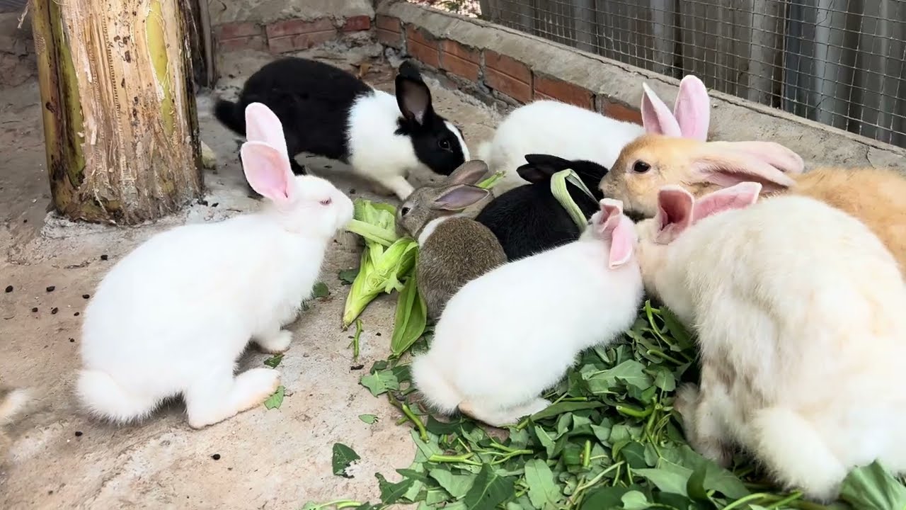 Smart Rabbits' Corn Feast: A Wholesome Gathering of Intelligent Bunnies | 