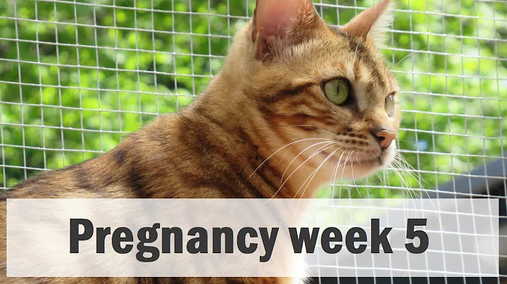 Video 9554131: pregnant bengal cat