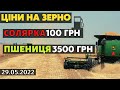 Ціни на зерно! Жнива через 2-3 тижня, а ціна дно. Пшениця по 3500 грн і немає куди здати!