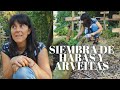 Siembra de arvejitas y habas espaciado requerimientos y combinaciones