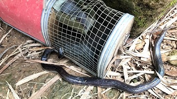 Quên Thăm Bẫy Và Cái Kết  Rắn Hổ Mang Bị Chuột Dúi Cắn Chết Tức Tưởi ( Rats eat snakes)