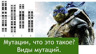 Мутации, что это такое? Виды мутаций