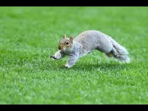Squirrel catapult now with sound effects and music..(Discussion) - DETAILED PLANS JUST $5