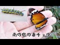 【昆虫観察】南の島から来た毒チョウ「カバマダラ」を探したら可愛すぎた Searching for Poisonous Butterfly in Shikoku Island!!