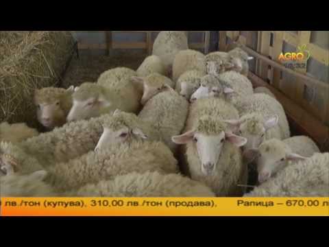 Видео: Кой отглежда овцете за вълна?