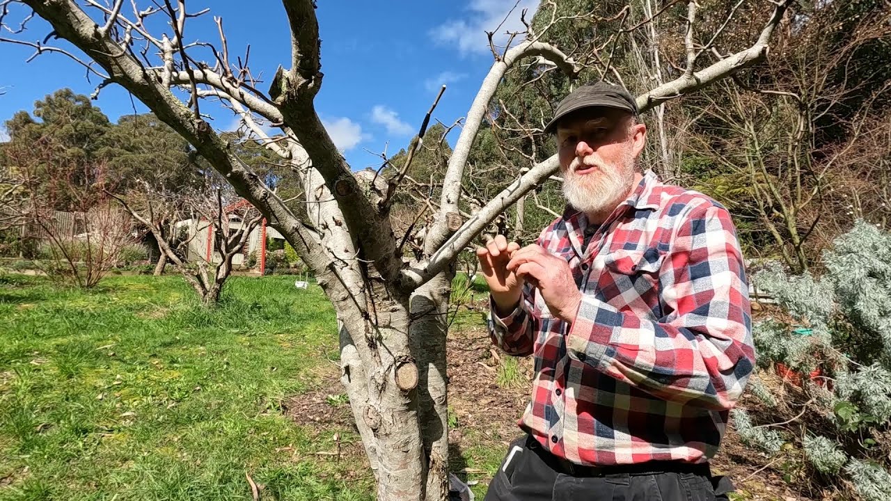 Early Tomatoes & Pear Grafting