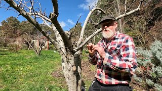 Early Tomatoes & Pear Grafting
