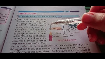 sindh text book board jamshoro science ch #1 Reflex Action