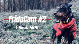 Fridacam Heideterrier Im Einsatz