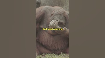 Orangutans: The Jungle Einsteins with Hearts of Gold
