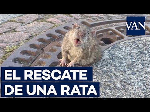 Vídeo: Rata Atrapada En La Alcantarilla En Alemania Rescatada