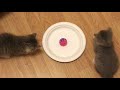 Wonder and Tiger Discover a Paper Plate