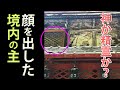 覗きこむ神(精霊)⁉︎この写真を見た3日後に臨時収入がありました！玉祖神社