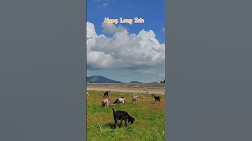 Cây Thốt Nốt Cô Đơn. #shorts #shortvideos #dicungphong #shortsviral