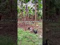 #agricultura #campo #gallinas