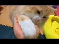 お座りとお手を覚えた猫!! PDS