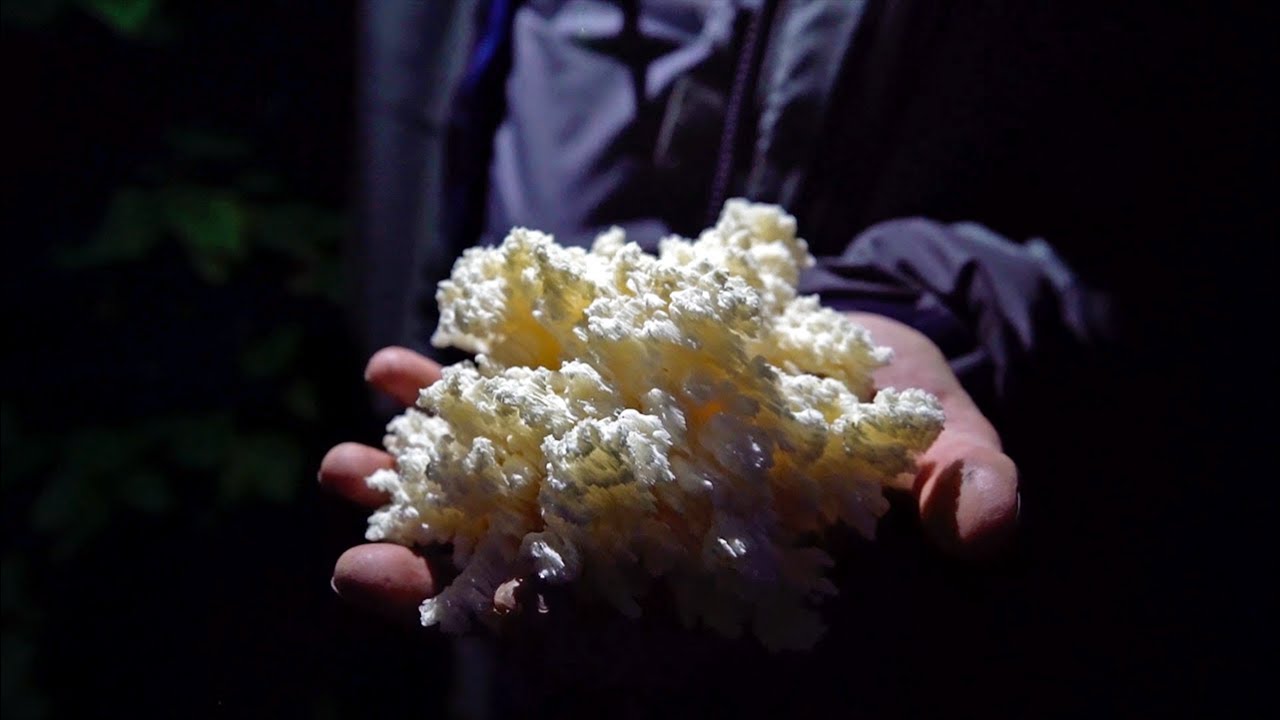 treasure of the elemental trophy Finding Rare EDIBLE Mushrooms!